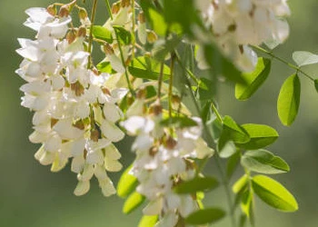 Sophora Japonica (Pagoda Tree) - Dentavim Ingredient